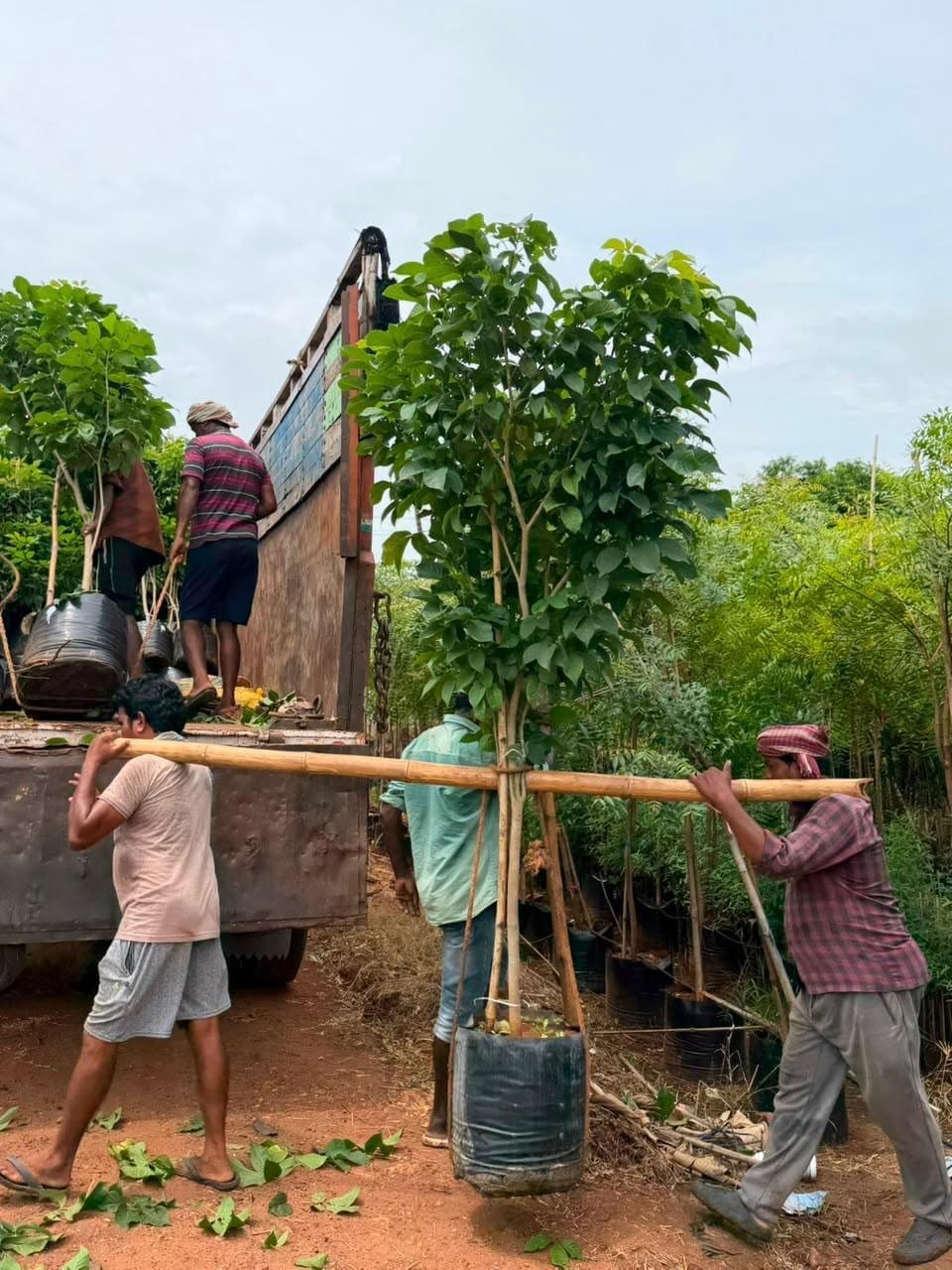 Tabebuia tree being carried to a planting site