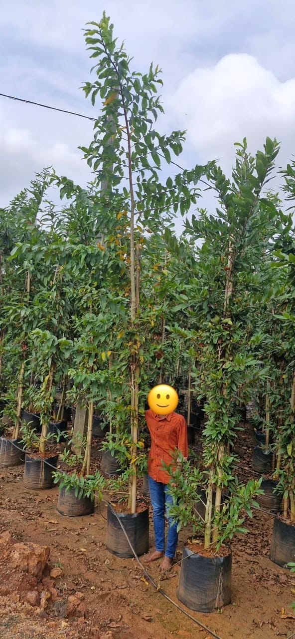 Arjuna tree saplings in nursery rows