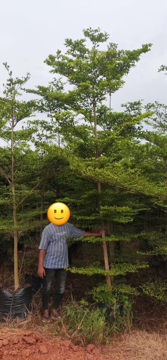 Terminalia mantaly with tiered branches