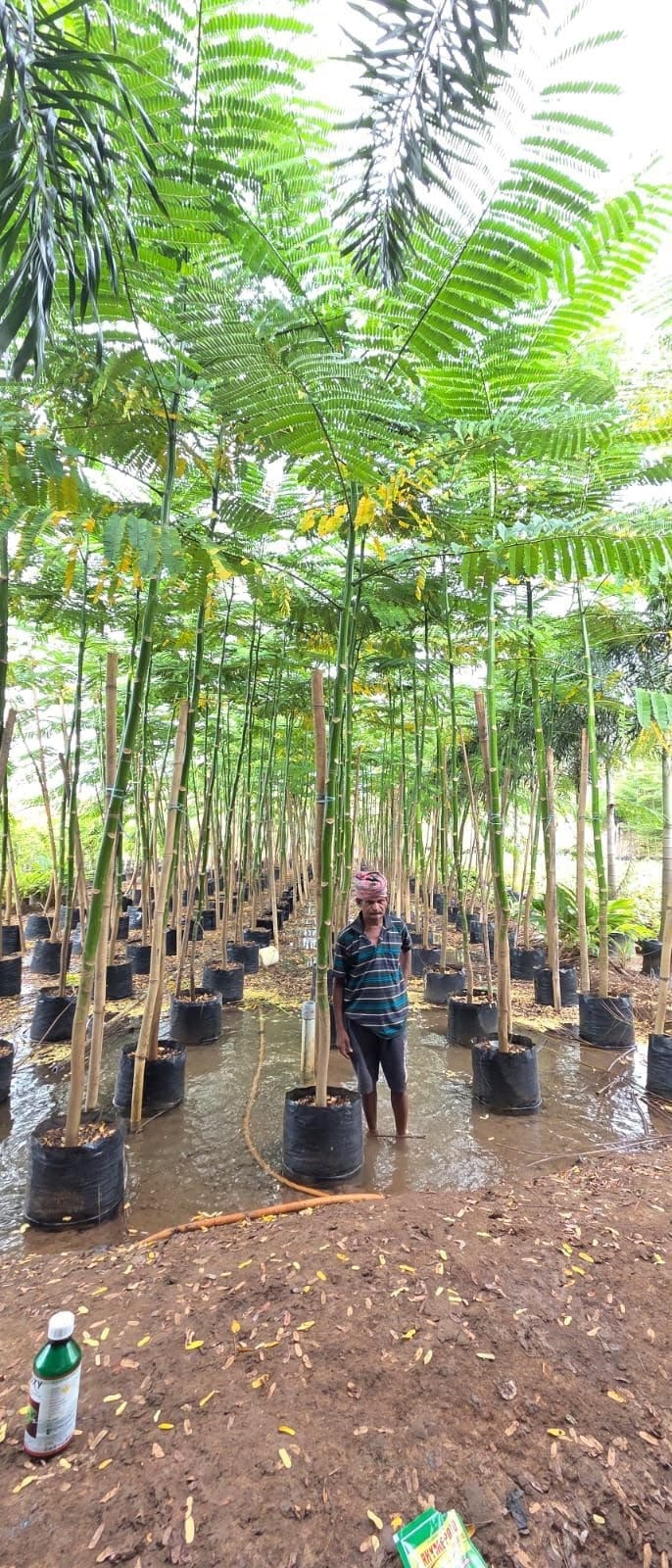 Tower trees in grow bags at the nursery