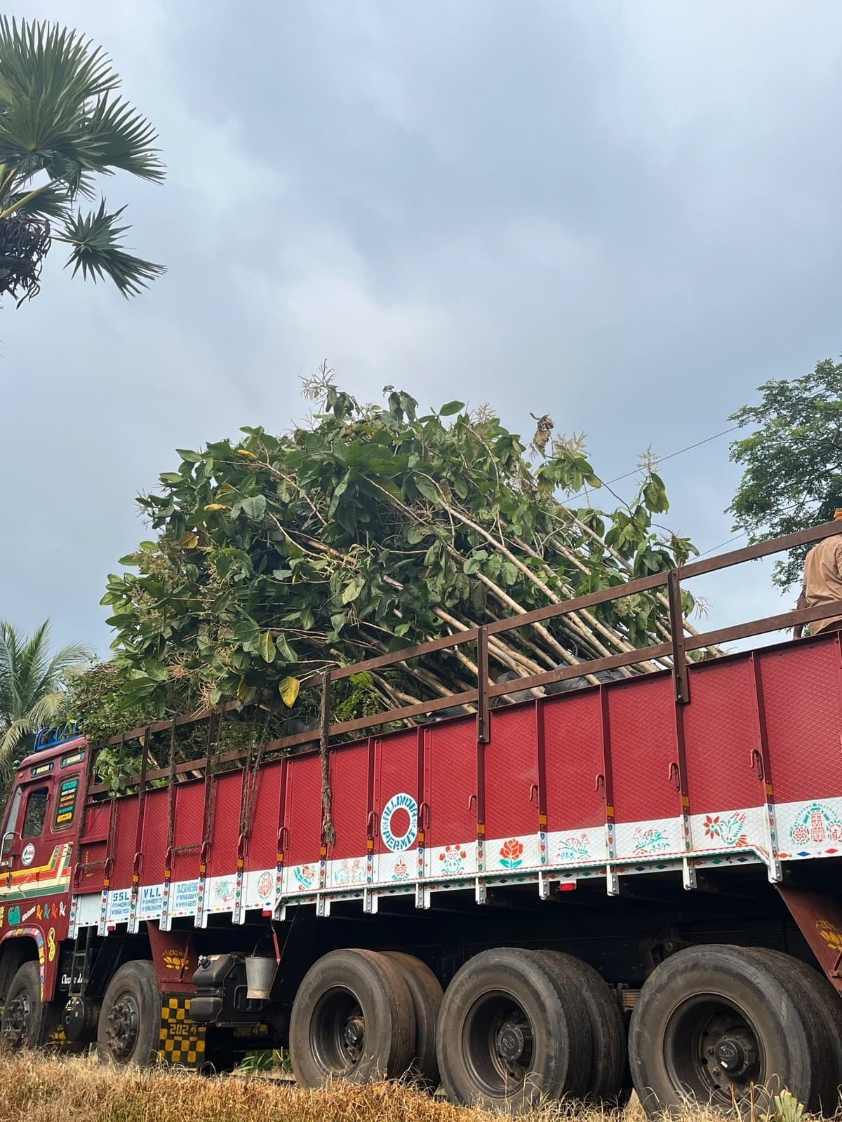 Red lorry carrying a large avenue tree