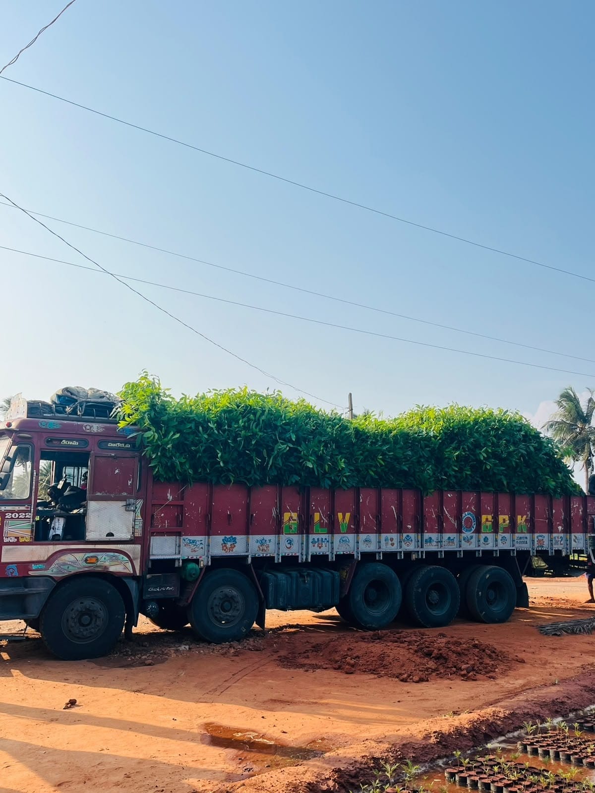 Truck packed top to bottom with greenery