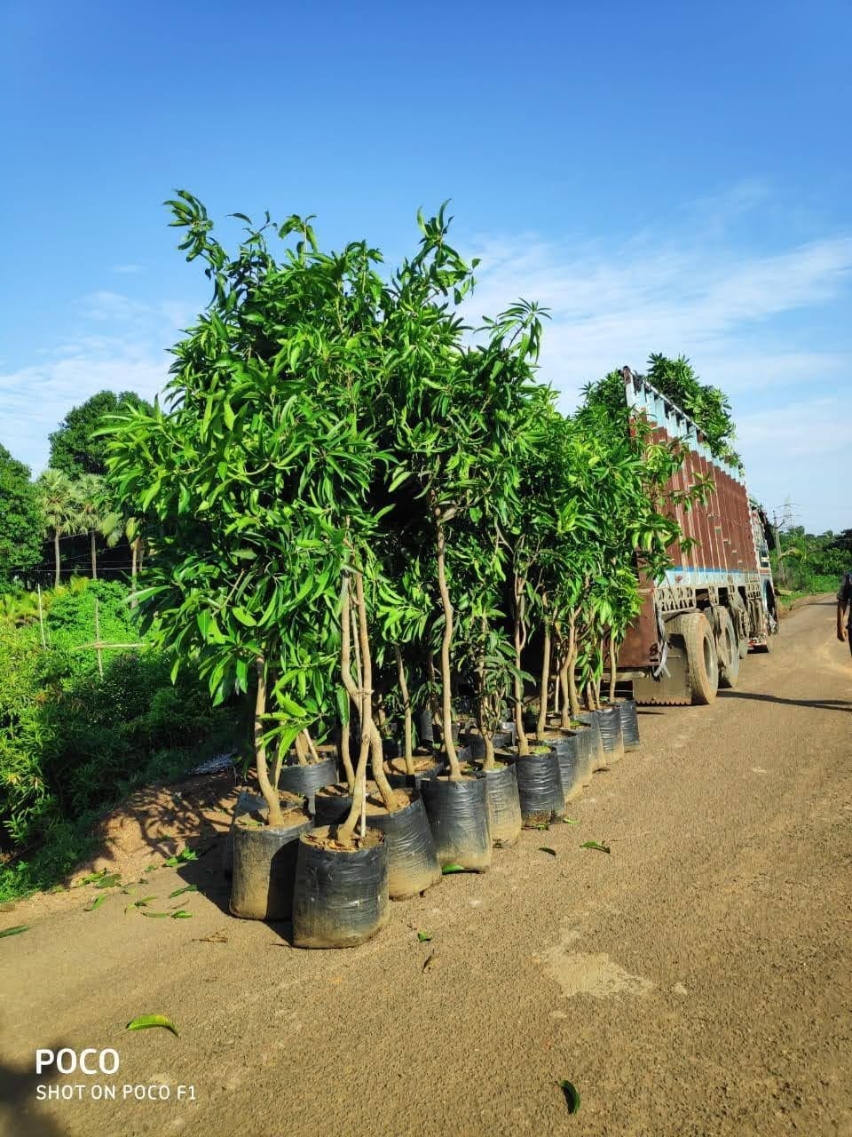 Rows of large potted specimen trees