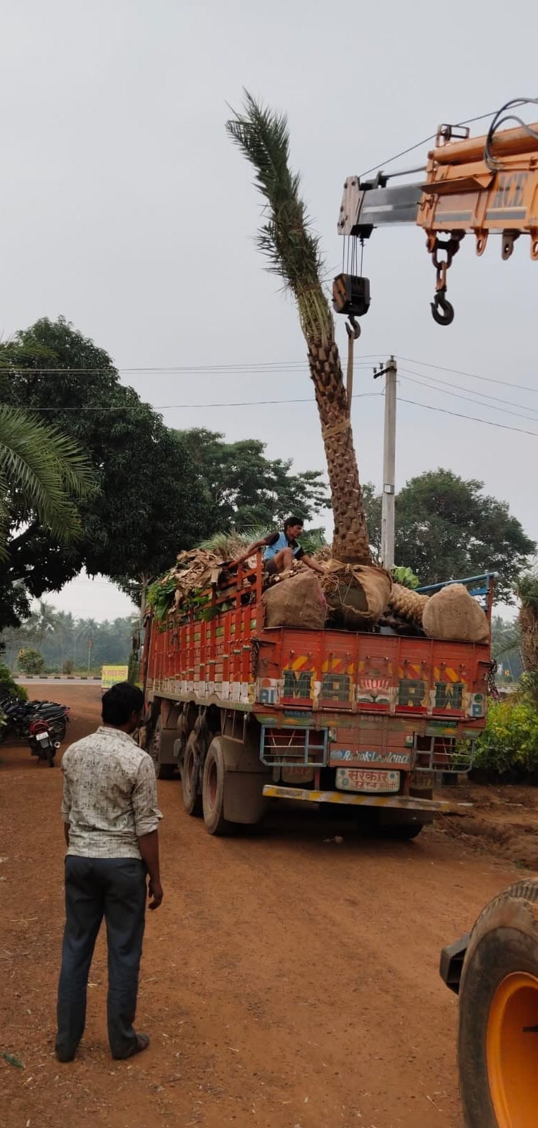 Crane lifting a palm tree onto a truck