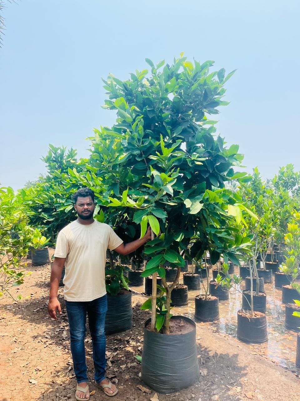 Water apple tree at the nursery